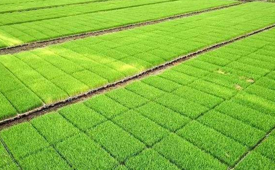 稻田安裝殺蟲燈的必要性