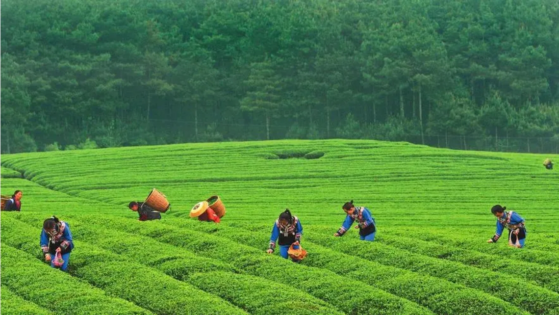 安裝物聯(lián)網(wǎng)殺蟲燈，省時(shí)省力省心